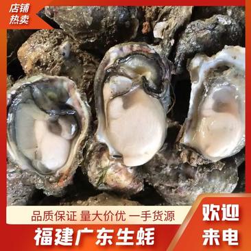 牡蛎生蚝现捕现发鲜活美味产地直供品质保证货源稳定