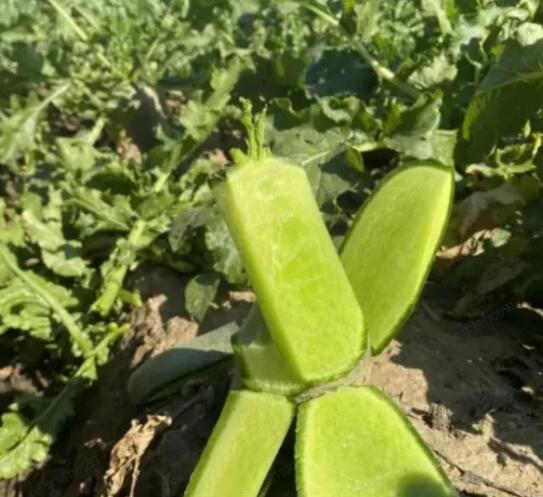 辣萝卜煮水适合与不适合人群对比图