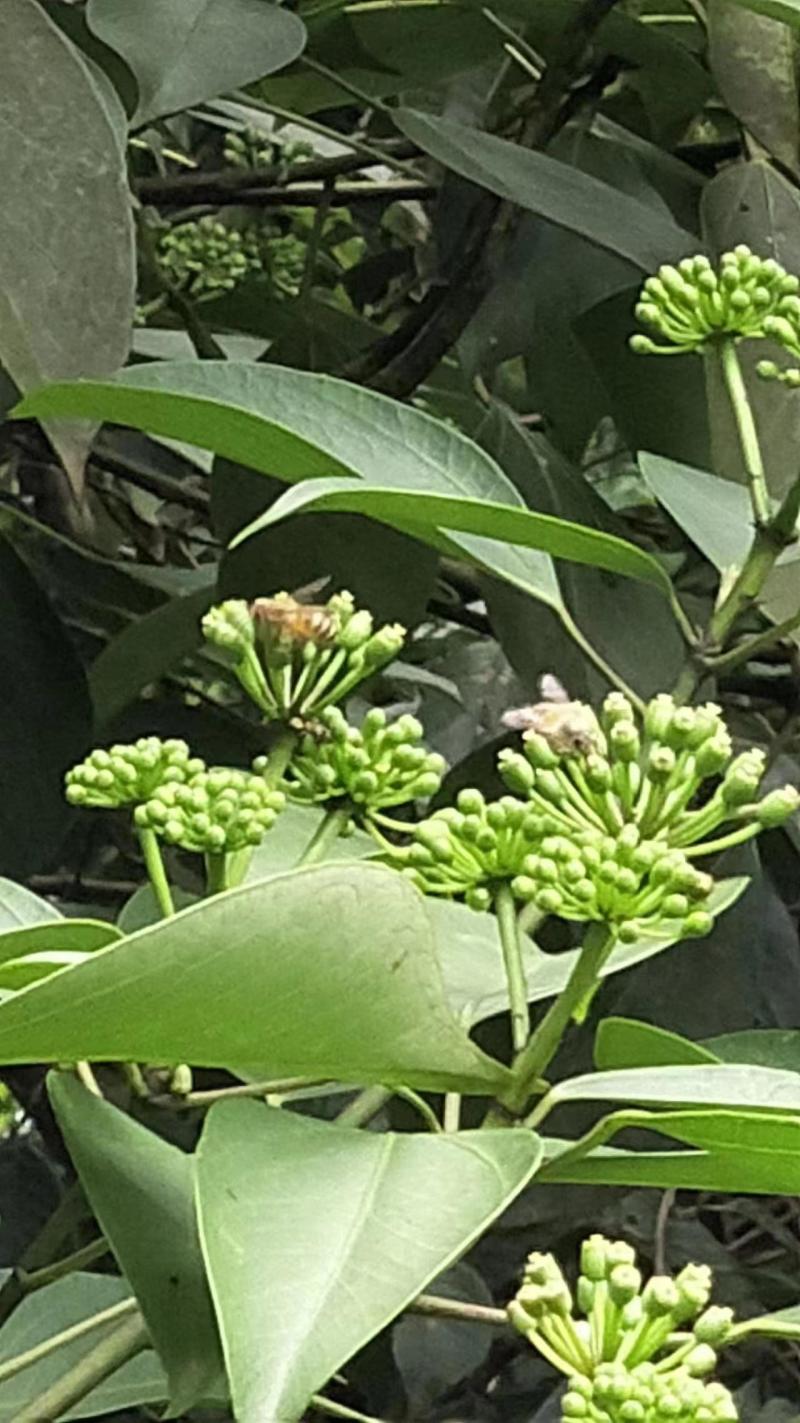 【树参蜜】江西蜂蜜农家自产纯度高，品质保证，价格美丽