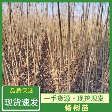 杨树苗大量批发，品种齐全，规格齐全，1到5公分。