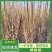 杨树苗大量批发，品种齐全，规格齐全，1到5公分。