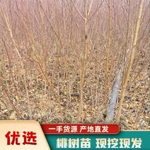 春节正常发货毛桃苗规格全1米5-两米地径0.8一2公分