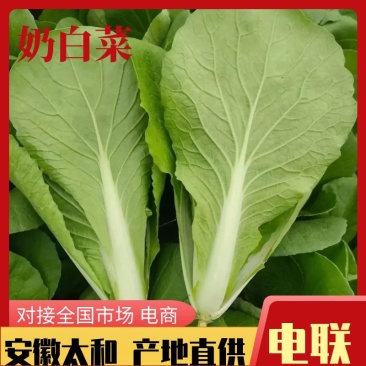 安徽小白菜快菜奶白菜新鲜采摘批发市场商超档口