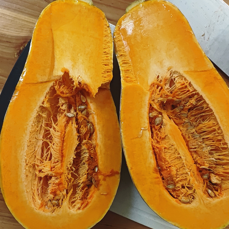 大果蜜本南瓜种子