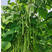 四季豆种籽黄子小金豆高产荚多芸豆架豆加长豆角蔬菜种