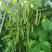四季豆种籽黄子小金豆高产荚多芸豆架豆加长豆角蔬菜种