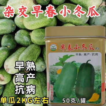 早春小冬瓜种子，迷你小冬瓜种子，绿皮小冬瓜种，春秋棚种植
