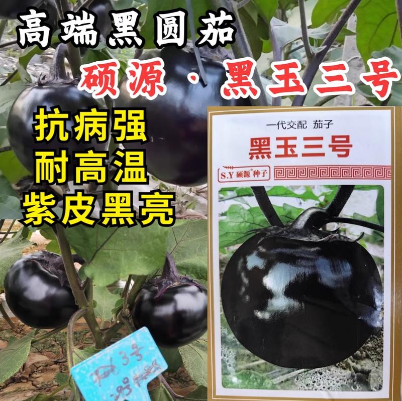 黑玉3号圆茄种子，黑圆茄种子，紫皮黑油亮，耐高温，抗病强
