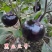 黑玉3号圆茄种子，黑圆茄种子，紫皮黑油亮，耐高温，抗病强