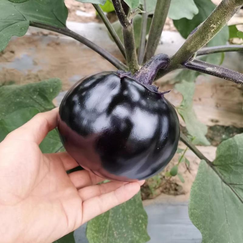 黑玉3号圆茄种子，黑圆茄种子，紫皮黑油亮，耐高温，抗病强