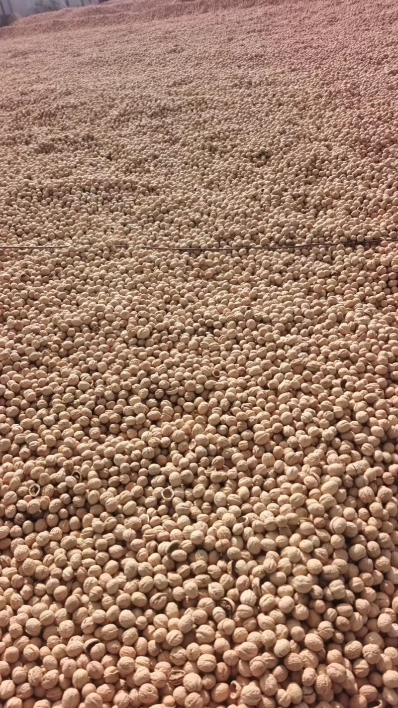 新疆纸皮核桃协助洗好漂白产地发货一手货源欢迎客商电联