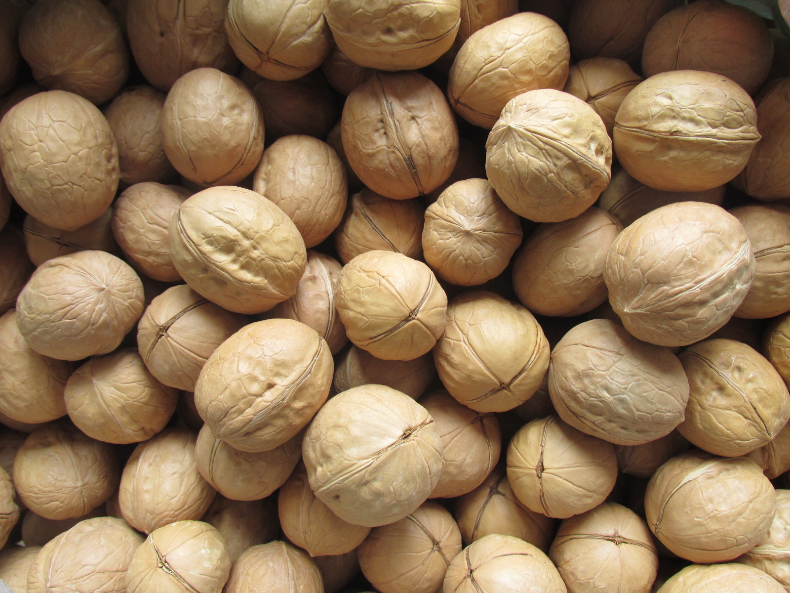 一颗完整的纸皮核桃放置在木质桌面上,外壳呈浅棕色,表面纹理清晰但细腻,光线从左侧照射,呈现出自然光泽,旁边有一枚普通硬壳核桃作为对比,突出其壳薄特征 纸皮核桃特写