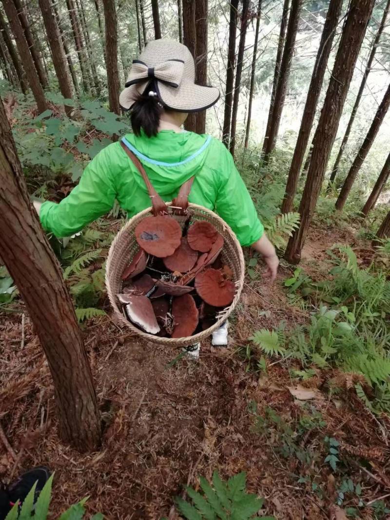 深山老林紫灵芝广西桂林一手货源产地直发欢迎电联