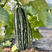 博洋9号甜瓜种子薄皮甜瓜种子芝麻酥杂交一代基地种植