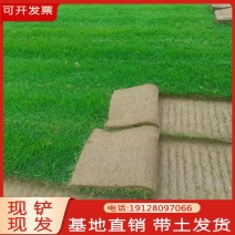 绿化草皮工程真草坪带泥土四季常青台湾草矮生马尼拉剪股颖别