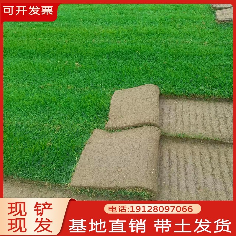 绿化草皮工程真草坪带泥土四季常青台湾草矮生马尼拉剪股颖别