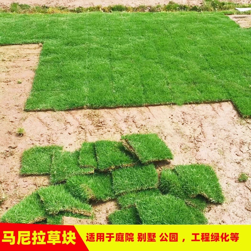 绿化草皮工程真草坪带泥土四季常青台湾草矮生马尼拉剪股颖别