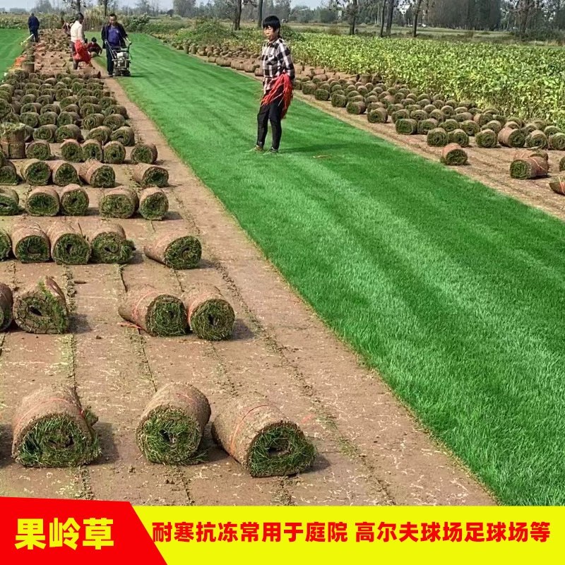 绿化草皮工程真草坪带泥土四季常青台湾草矮生马尼拉剪股颖别
