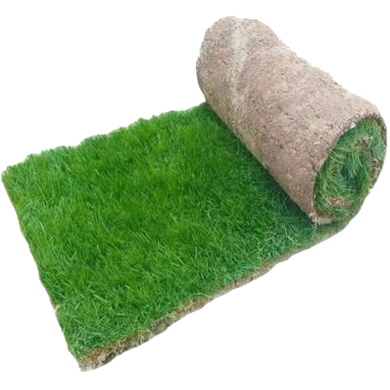 绿化草皮工程真草坪带泥土四季常青台湾草矮生马尼拉剪股颖别