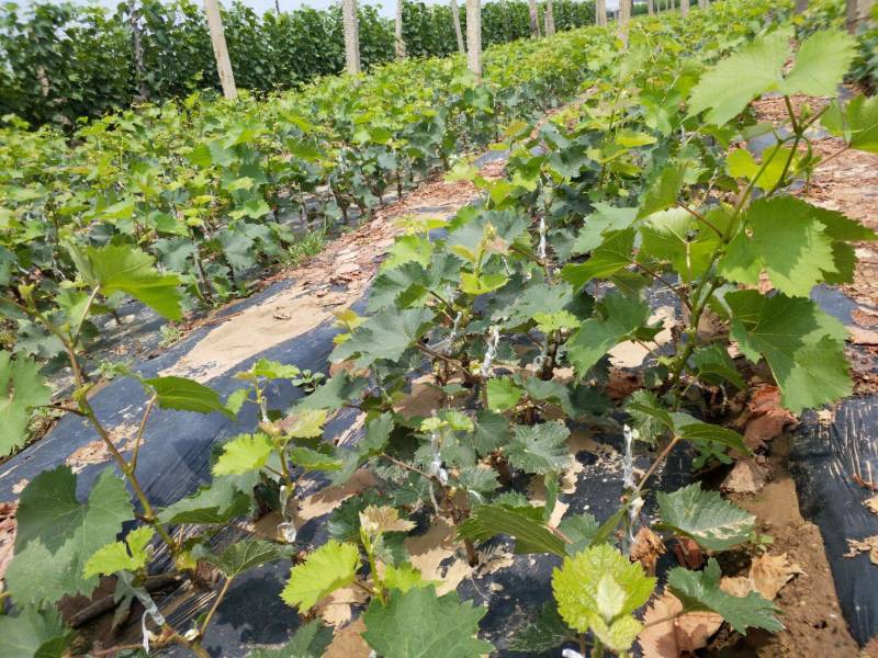 巨盛一号葡萄苗专业基地自育苗木品种纯正让农户放心种植