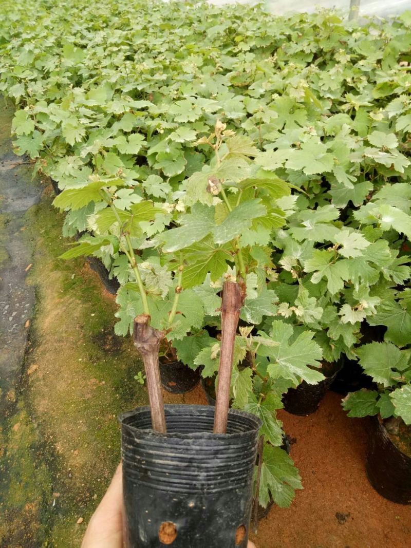 夏黑葡萄苗专业基地自育苗木品种纯正让农户放心种植