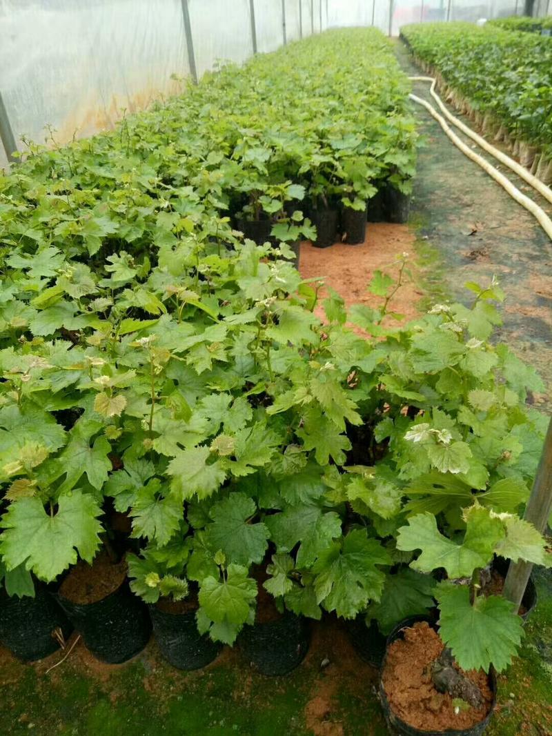 夏黑葡萄苗专业基地自育苗木品种纯正让农户放心种植