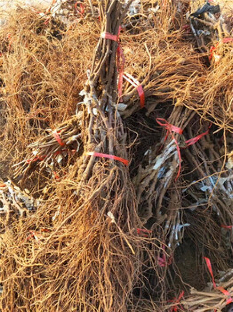 深红无籽葡萄苗专业基地自育苗木品种纯正让农户放心种植