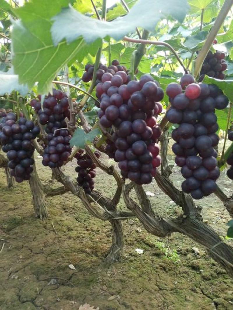 蜜光葡萄苗专业基地自育苗木品种纯正让农户放心种植