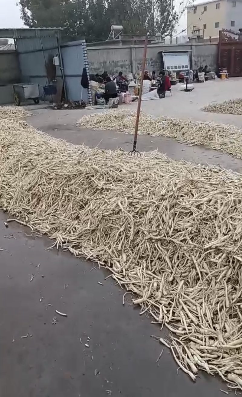 河北优质桔梗，规格齐全大量供应品质保障可视频看货