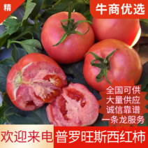 宁夏西红柿普罗旺斯西红柿产地直供保质保量对接全国客商电联