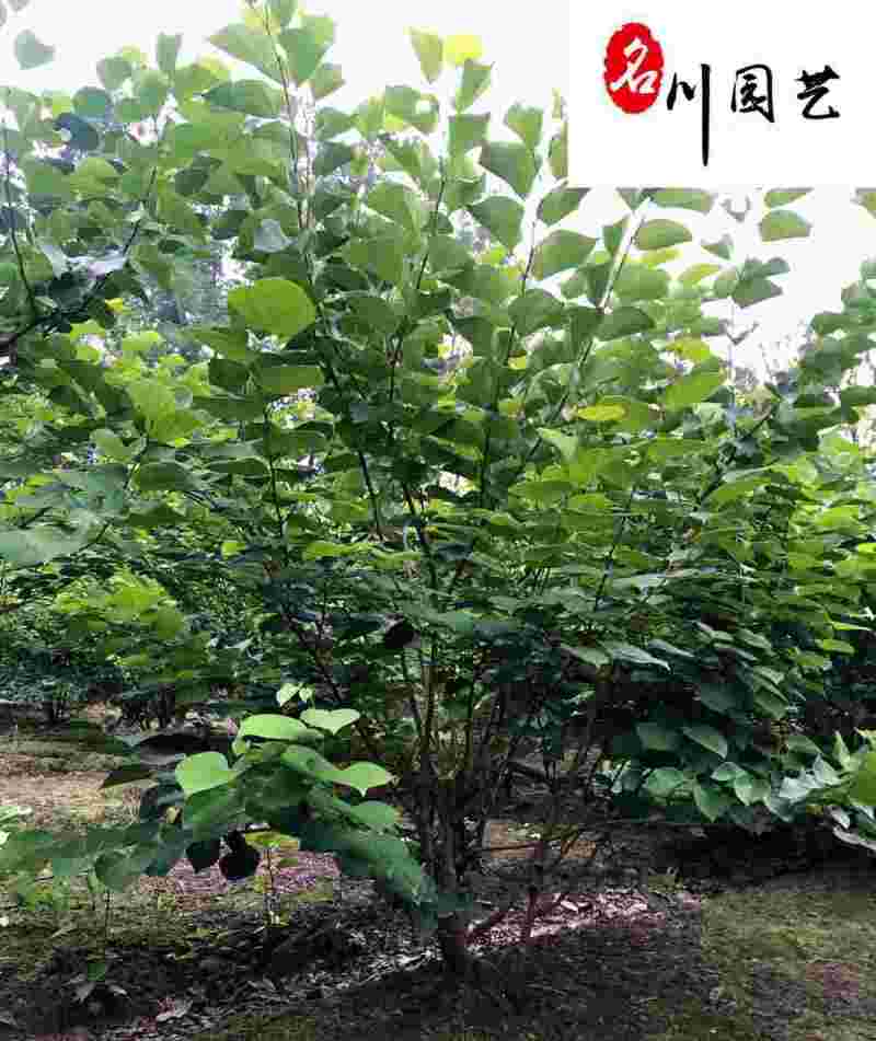 成都紫荆苗木基地自产自销精品优质紫荆产地批发价树形好