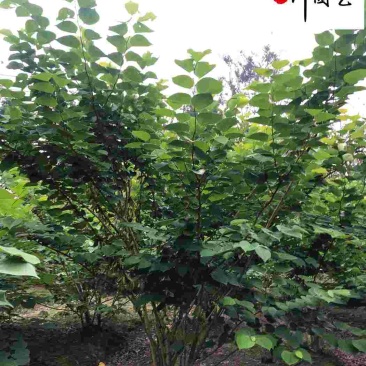 成都紫荆苗木基地自产自销精品优质紫荆产地批发价树形好