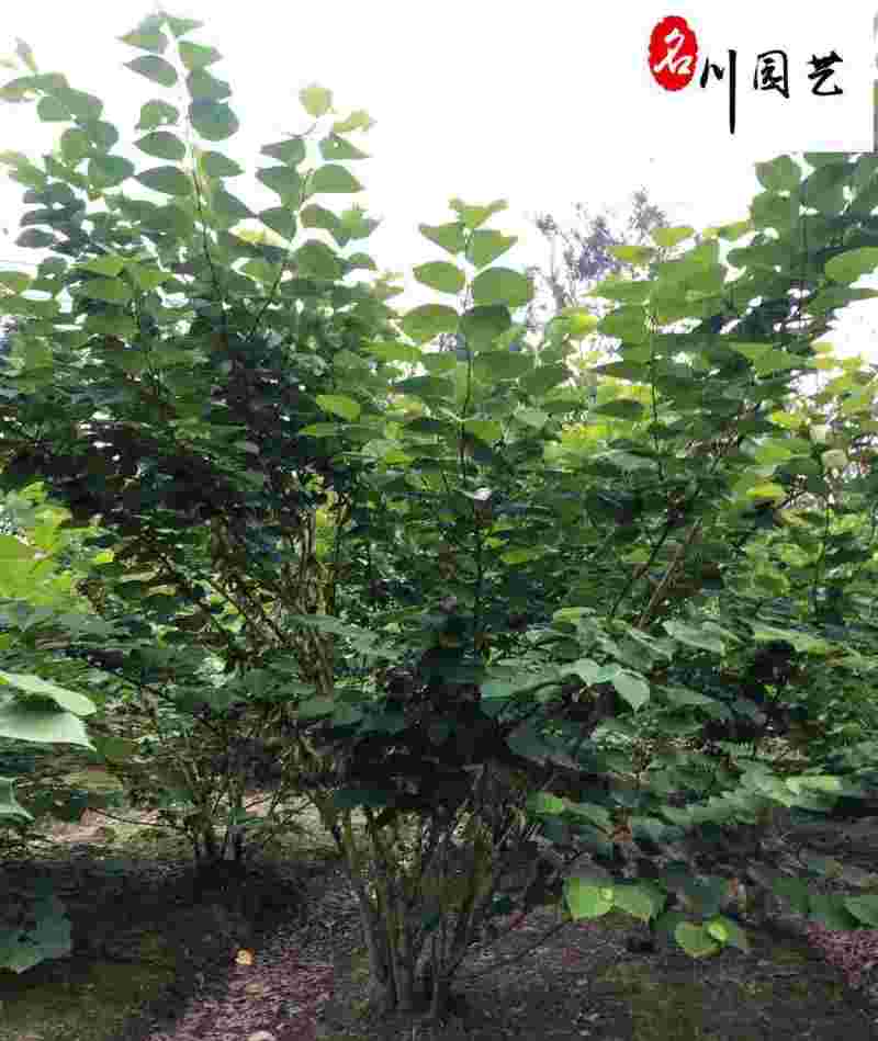 成都紫荆苗木基地自产自销精品优质紫荆产地批发价树形好