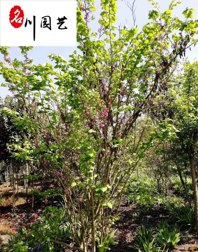 成都紫荆苗木基地自产自销精品优质紫荆产地批发价树形好