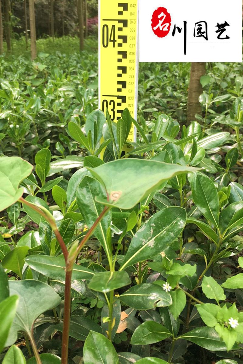 海桐苗圃基地直销四季常绿量大优惠优质庭院园林绿化苗