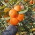 湖北长寿蜜橘大量成熟糖度高价格优惠欢迎采购合作