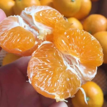 蜜橘大量供货，产地一手货源个大汁甜，欢迎各地老板洽谈合作