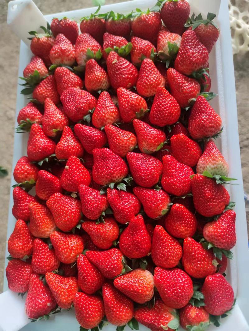 安徽红颜草莓颜色红润一手货源产地直发欢迎电联