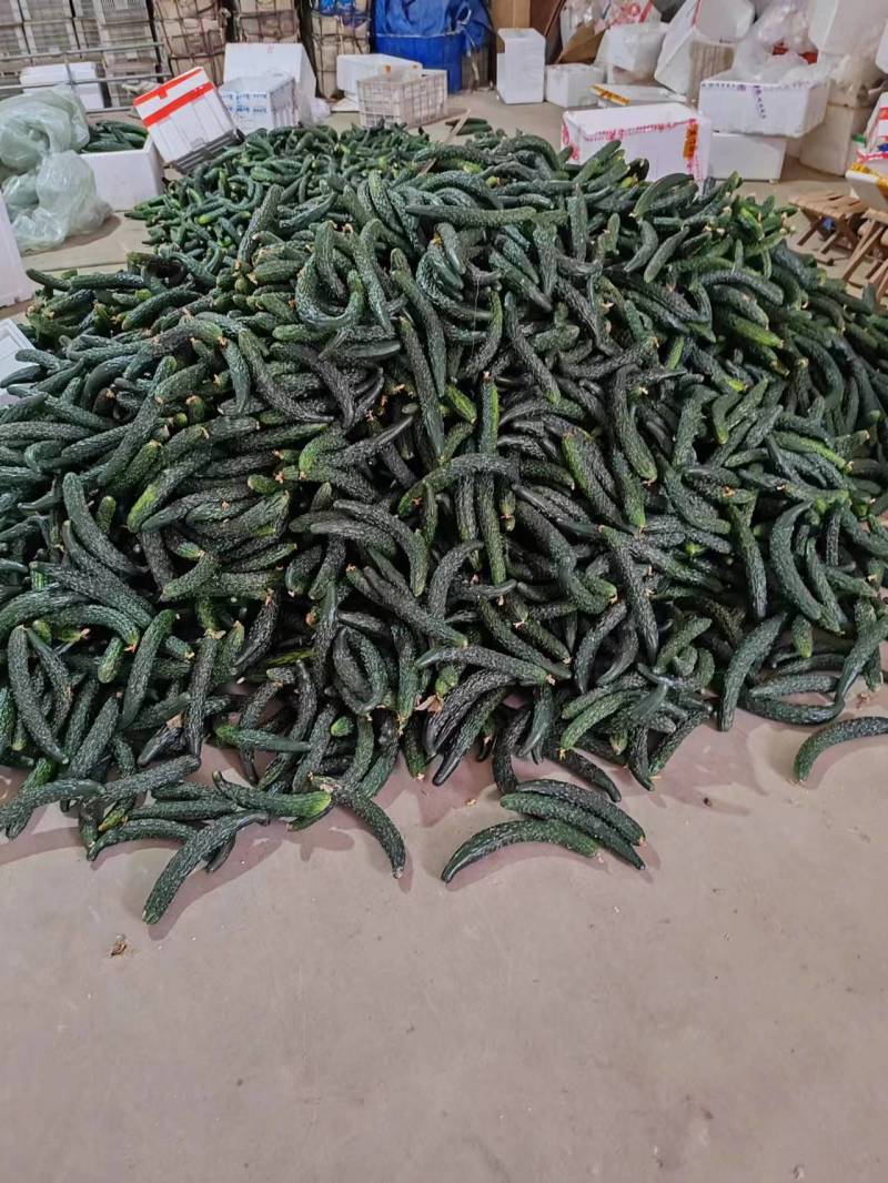 漳州南靖黄瓜脆嫩多汁现摘现发产地直供品质保证欢迎咨询