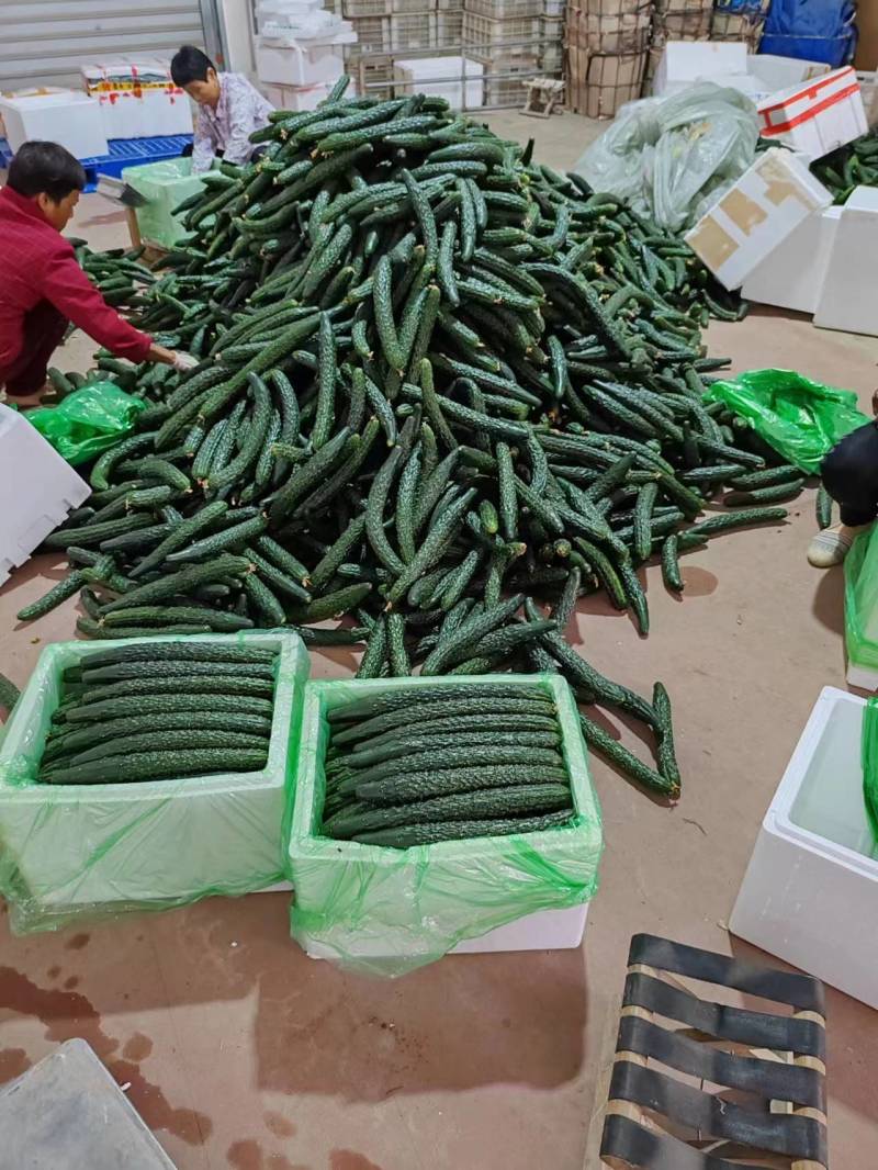漳州南靖黄瓜脆嫩多汁现摘现发产地直供品质保证欢迎咨询