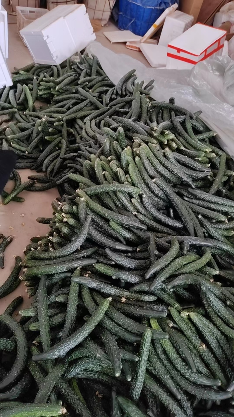 漳州南靖黄瓜脆嫩多汁现摘现发产地直供品质保证欢迎咨询