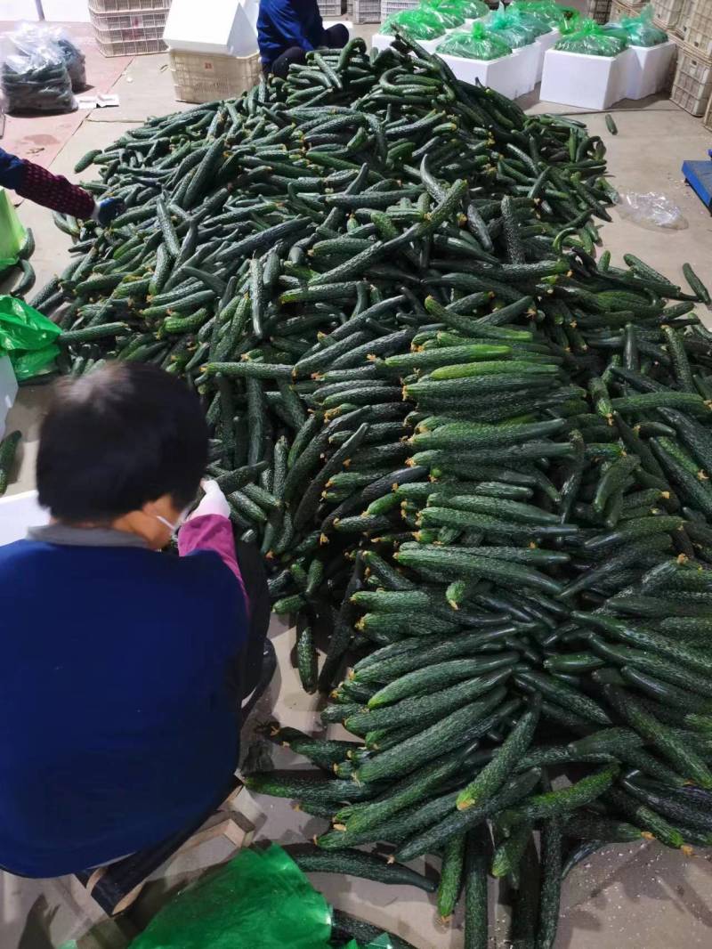 漳州南靖黄瓜脆嫩多汁现摘现发产地直供品质保证欢迎咨询