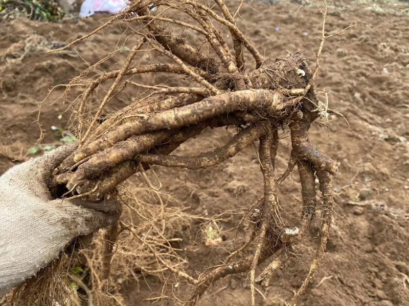 四川当归产地直发大量有货品质保证欢迎老板电话联系