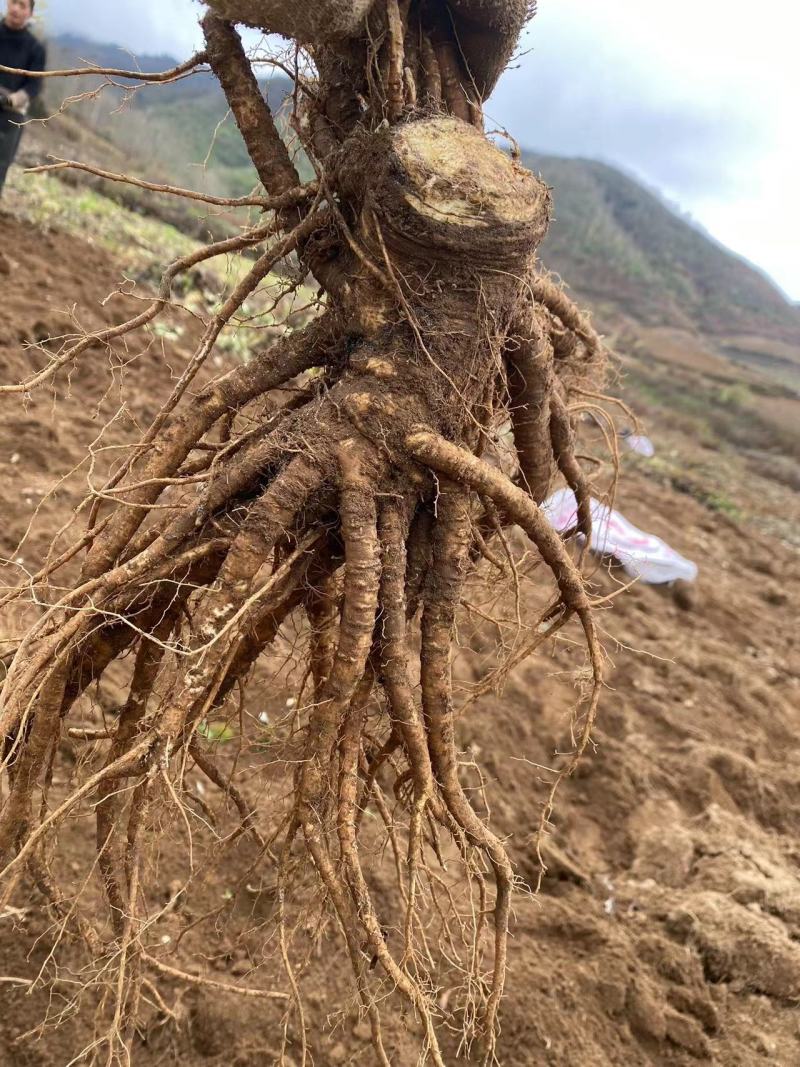 四川当归产地直发大量有货品质保证欢迎老板电话联系