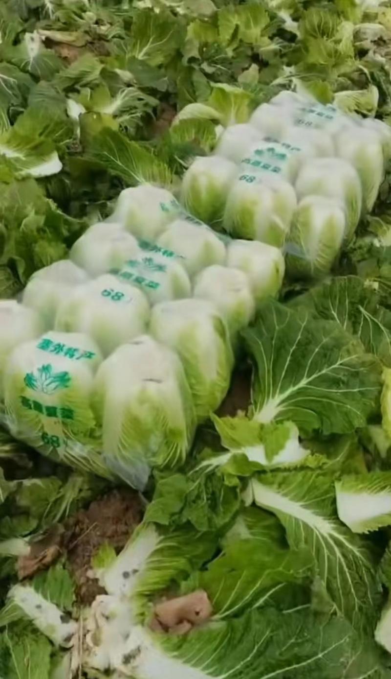 山东临沂黄心白菜大量有货，品质保证，欢迎来电采购
