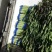 山东临沂红尖叶莴笋大量有货，品质保证，欢迎来电采购