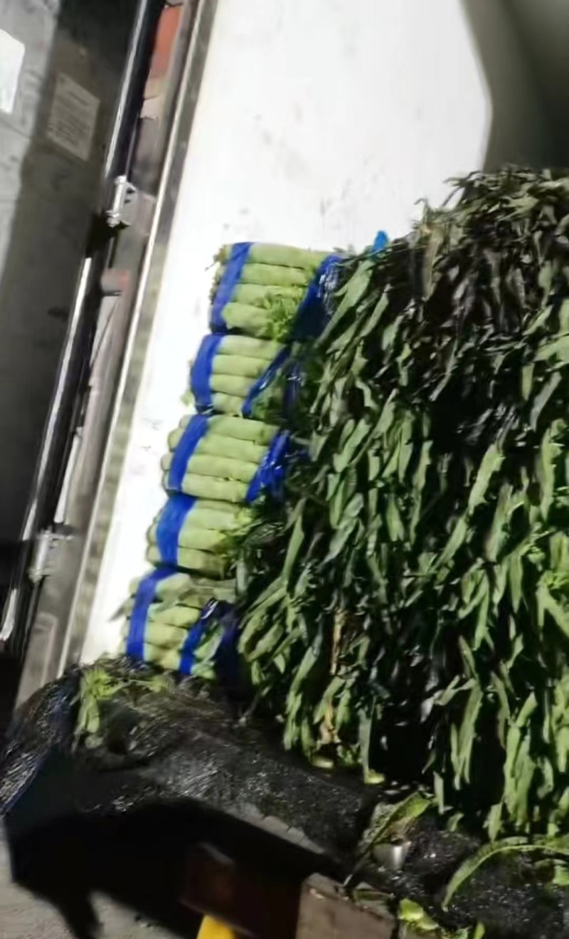 山东临沂红尖叶莴笋大量有货，品质保证，欢迎来电采购