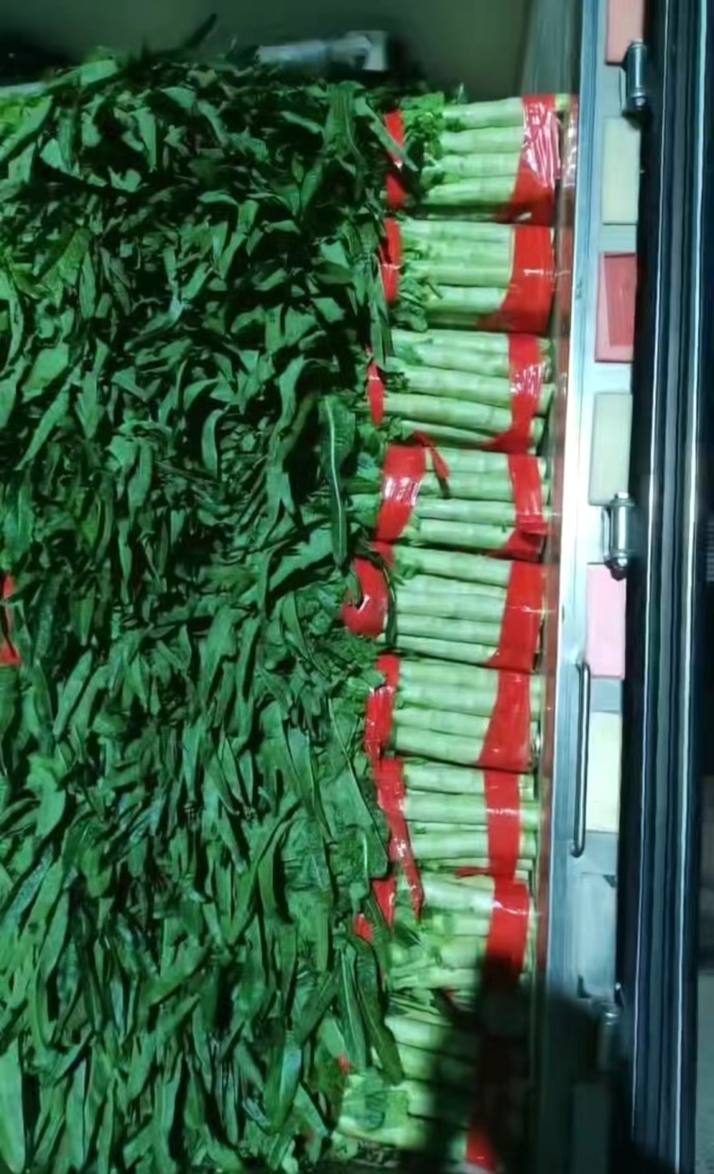 山东临沂红尖叶莴笋大量有货，品质保证，欢迎来电采购