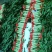 山东临沂红尖叶莴笋大量有货，品质保证，欢迎来电采购