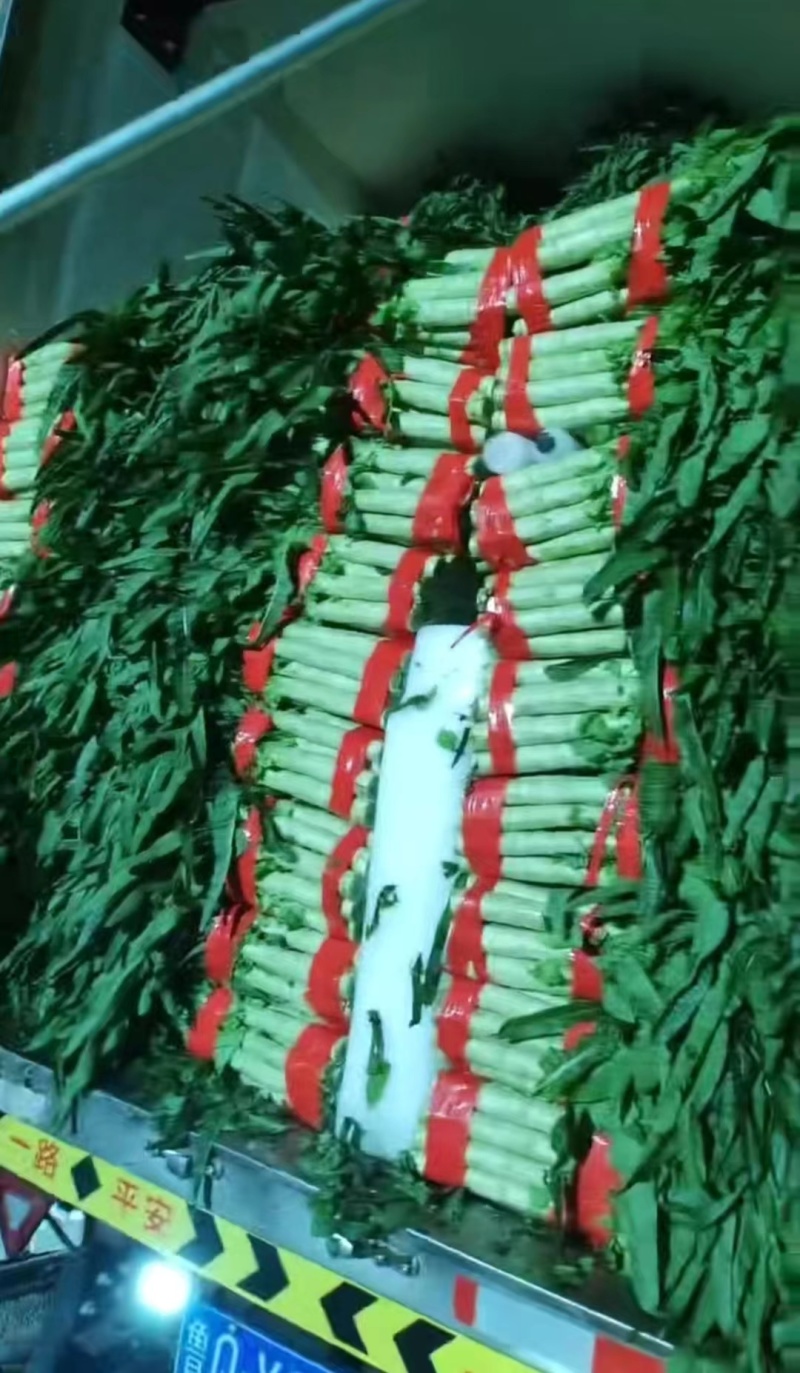 山东临沂红尖叶莴笋大量有货，品质保证，欢迎来电采购